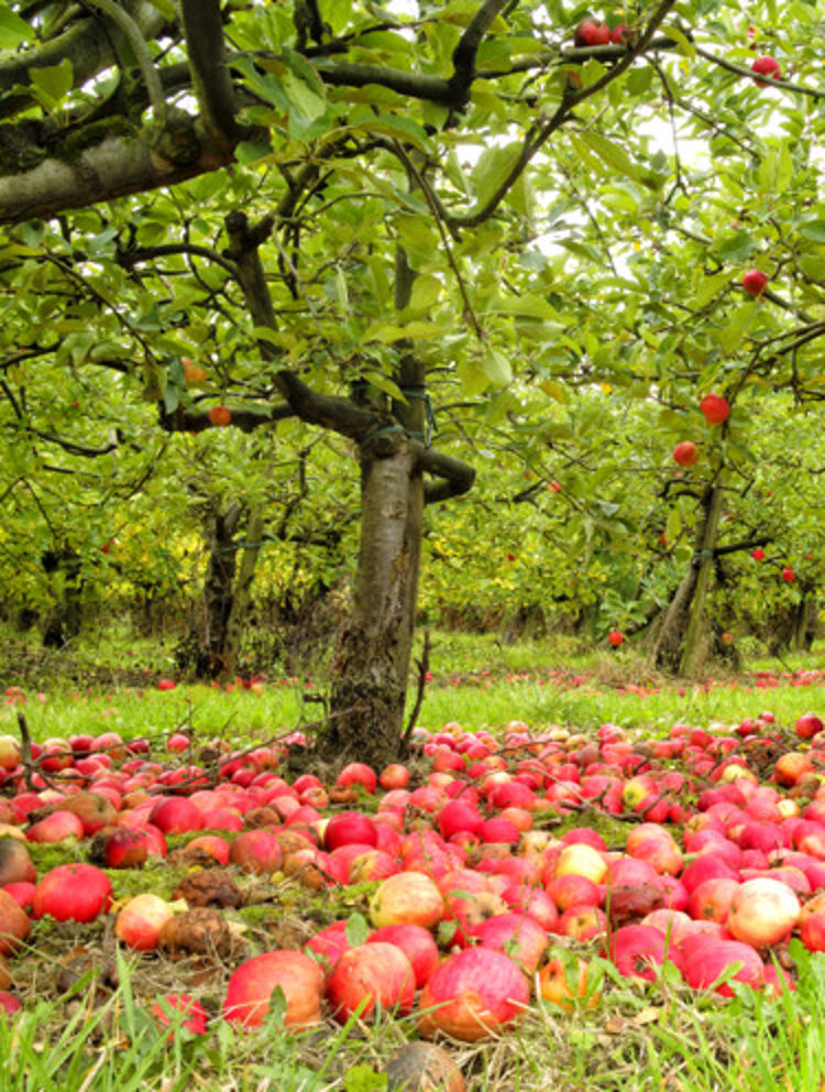 Trädgård med äpple och fallfrukt på marken